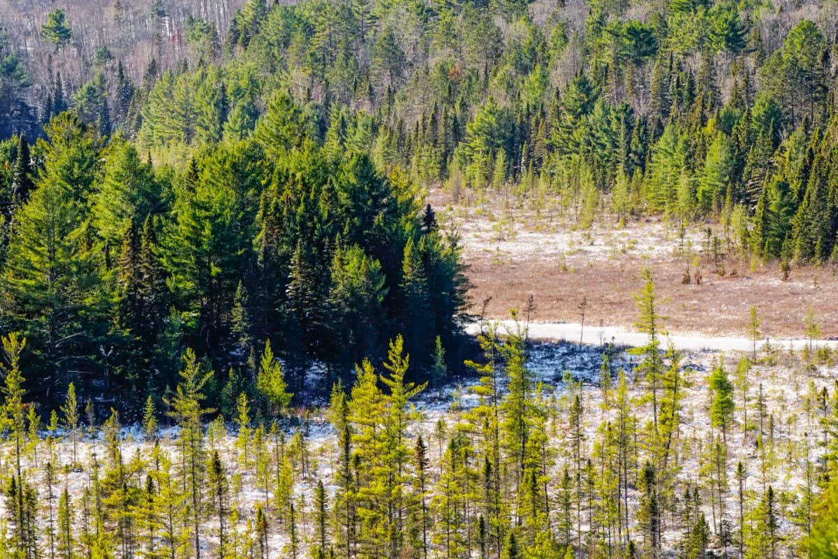 Arctic wildfires threatening North America’s black spruce trees