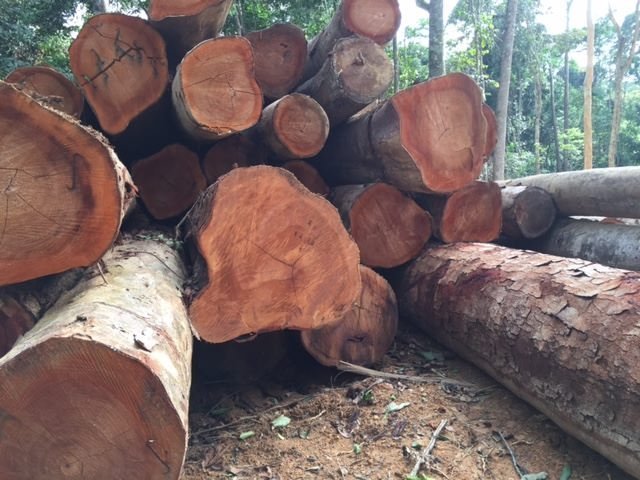 Timber logs and lumbers