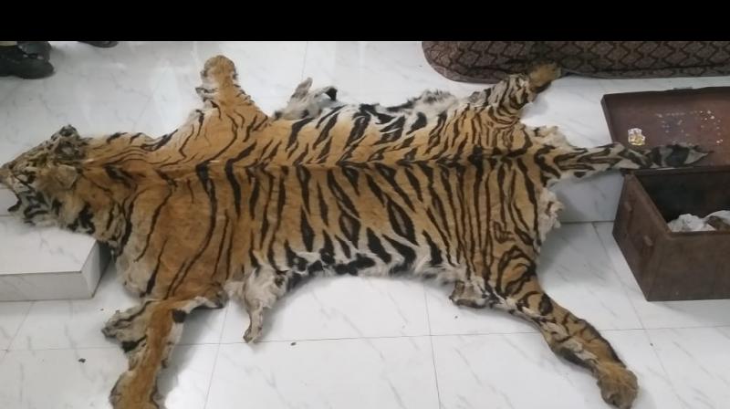 Officials seize tiger skin, traps; 10 arrested