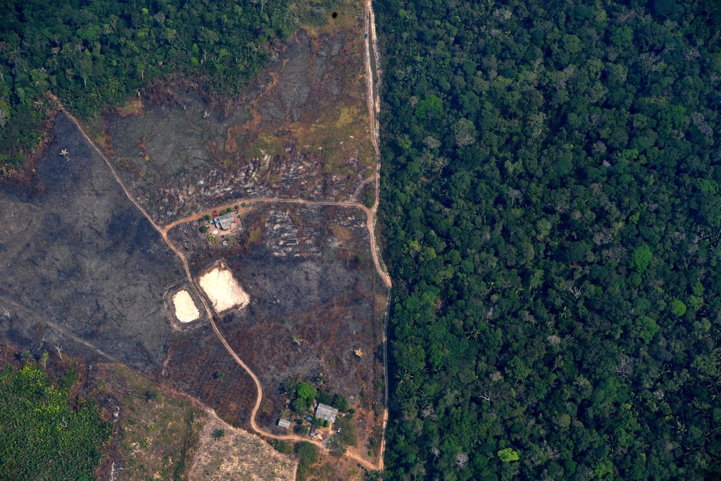 Deforestation in Brazil’s Amazon surges to 15-year high