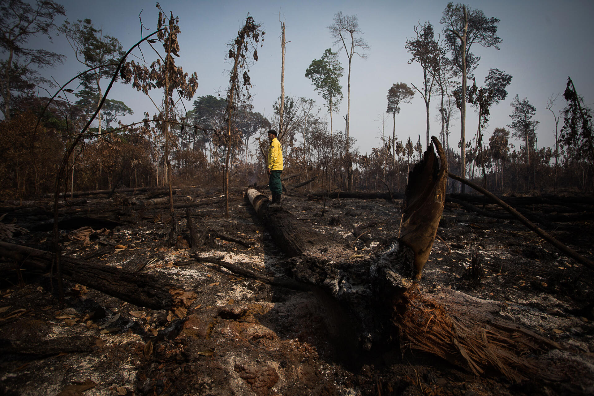 Rekorden nivo deforestacije v amazonskem pragozdu