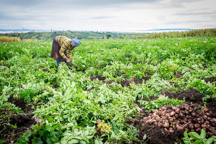 Rainforest Alliance, CABI tie-up helps smallholders reduce chemical pesticide use in food production