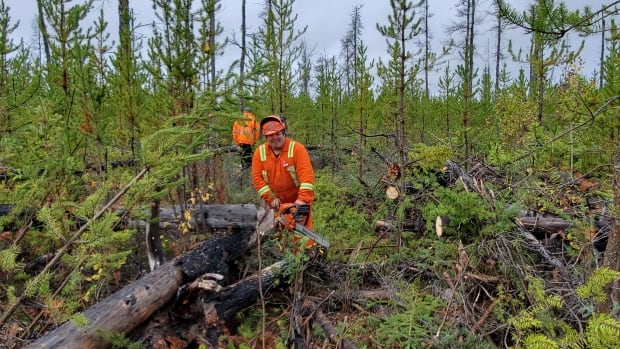 Forest thinning could serve multiple purposes in N.W.T.’s battle with climate change
