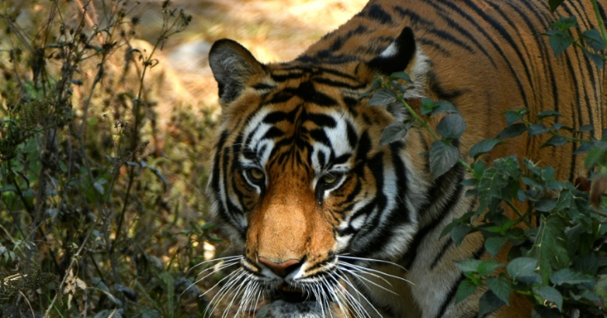Nepal starts census of endangered Royal Bengal tigers