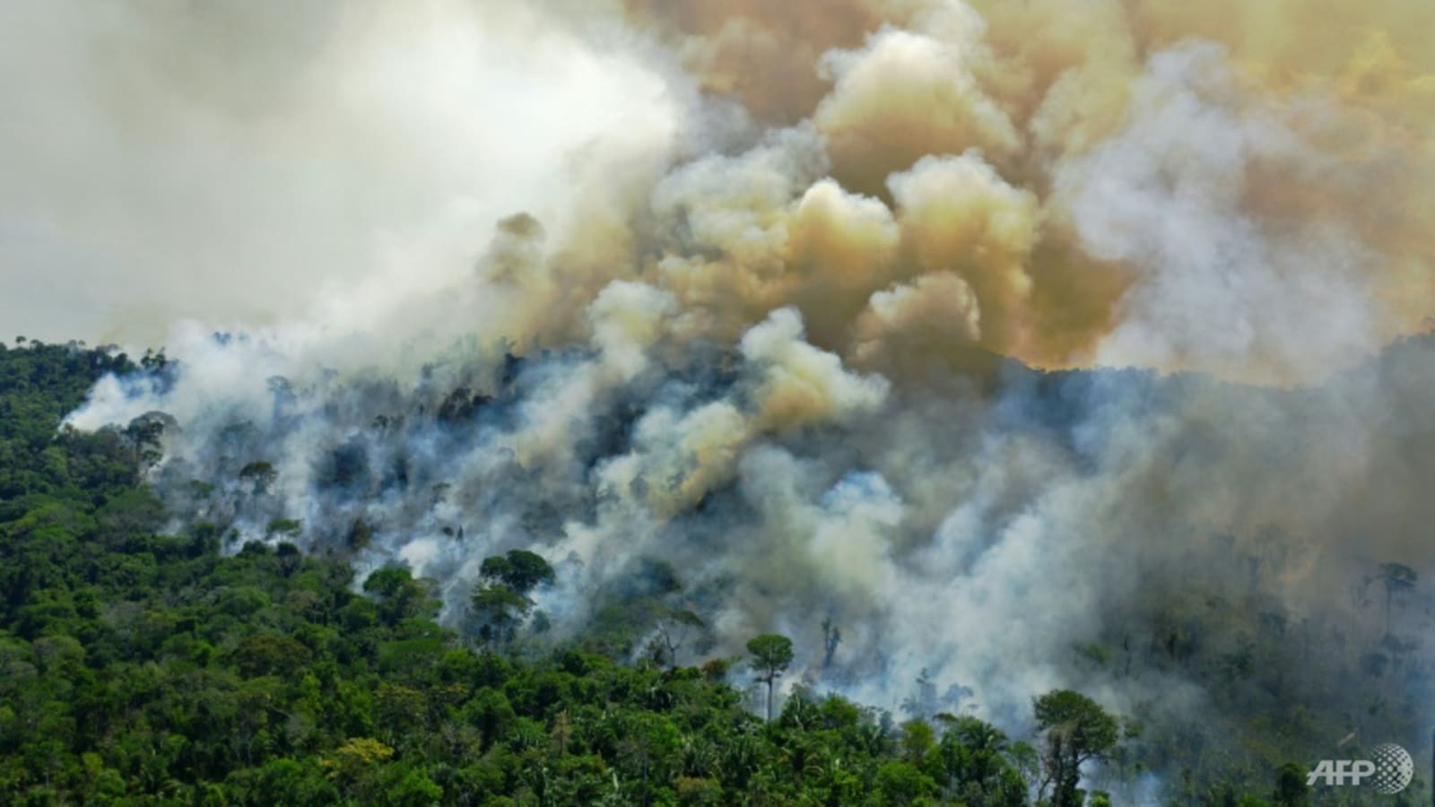 European stores pull products linked to Brazil deforestation