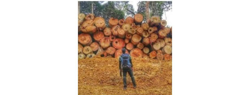 It's an old photo of approved logging, Forestry Dept says of claims regarding Perak forest reserve