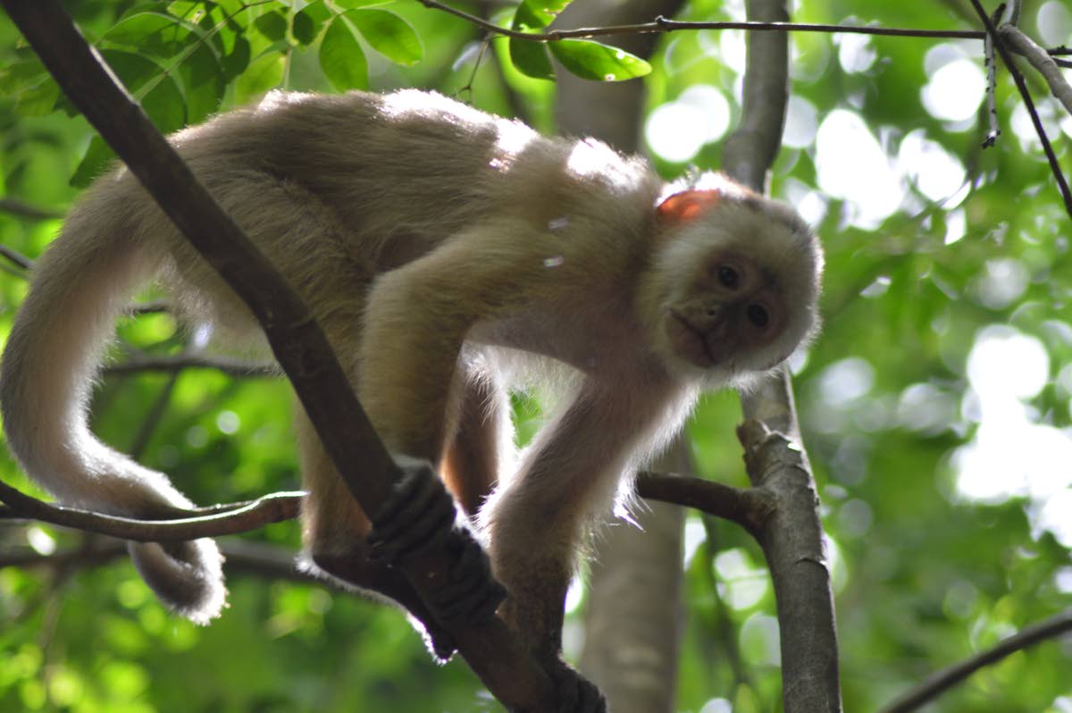 Conservationists bid to protect Trinidad white-fronted capuchin, red howler monkeys