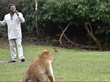 VIDEO: Marvin Gaye impersonator serenades zoo monkeys ahead of mating season