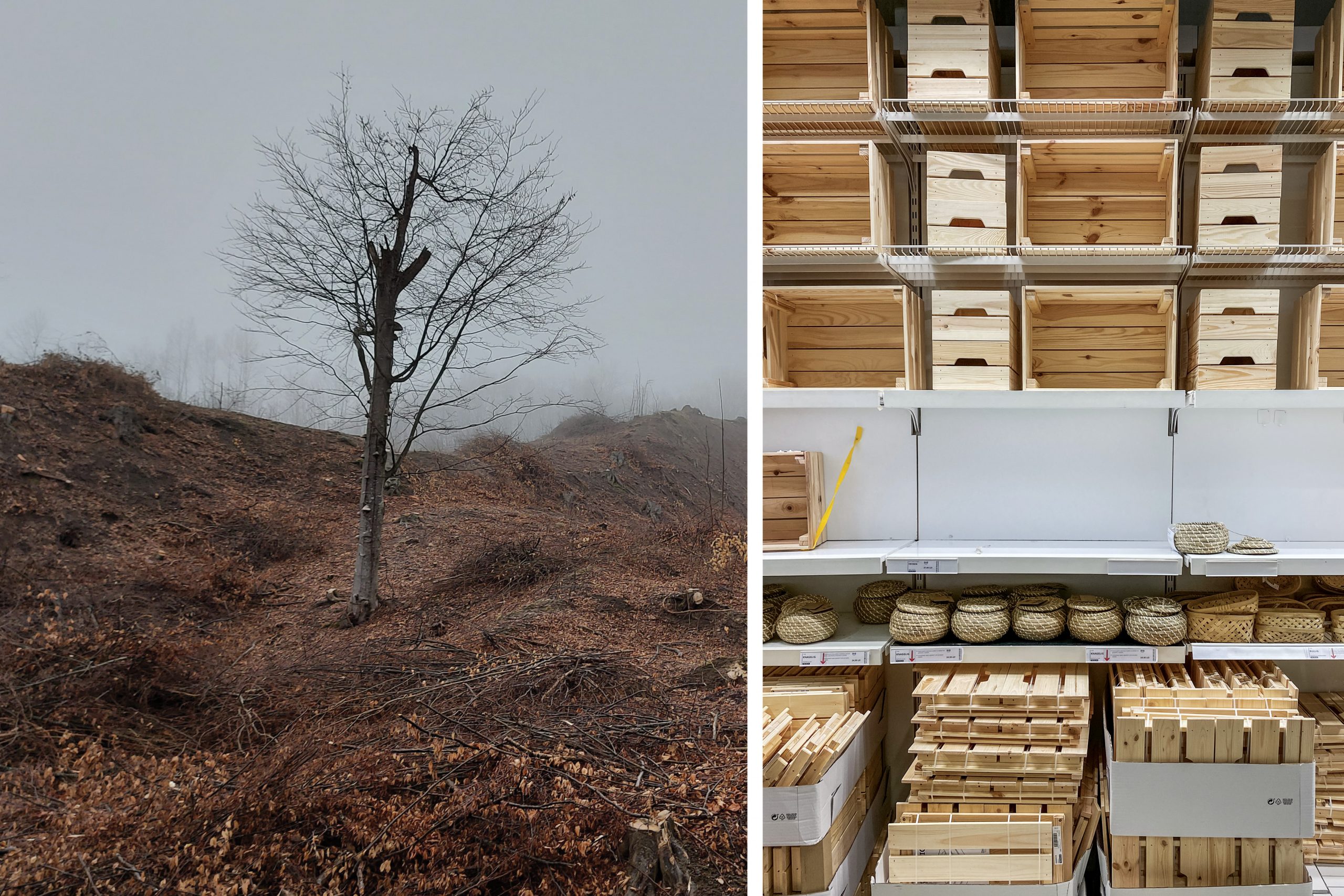 Ikea’s Race for the Last of Europe’s Old-Growth Forest