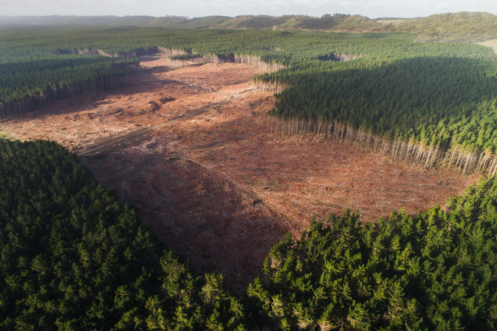 Deforestation emissions far higher than previously thought, study finds