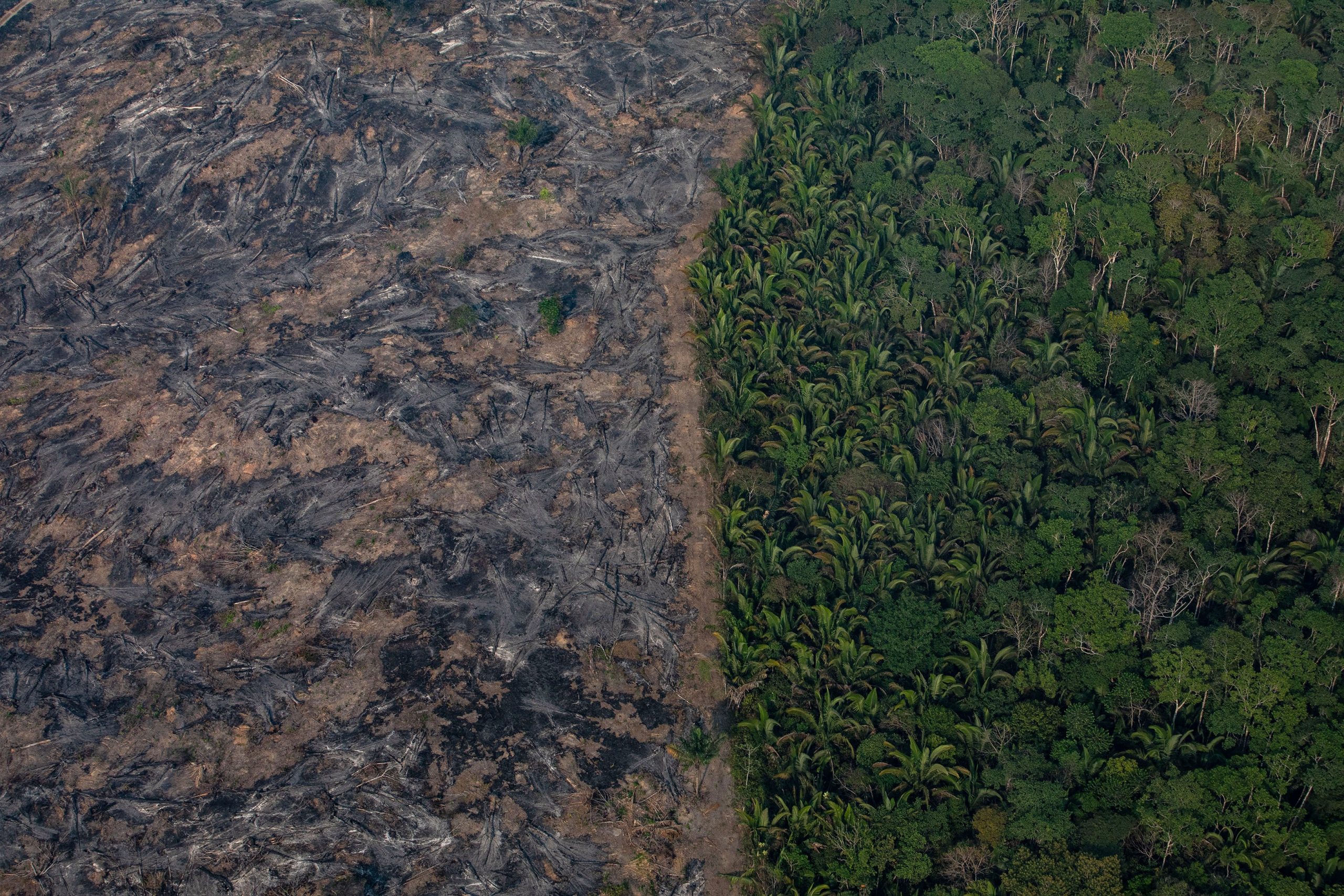 Amazon Rain Forest Nears Dangerous ‘Tipping Point’