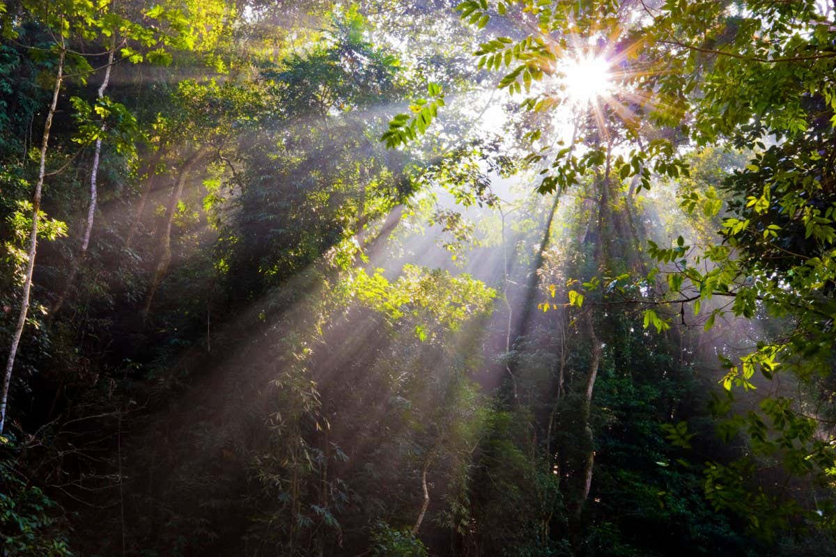 World would be 1°C warmer without cooling effect of tropical forests