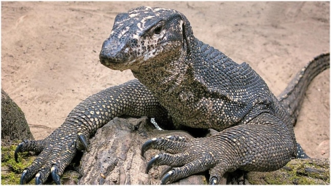 Bengal monitor lizard ‘raped’ in Maharashtra, 4 held