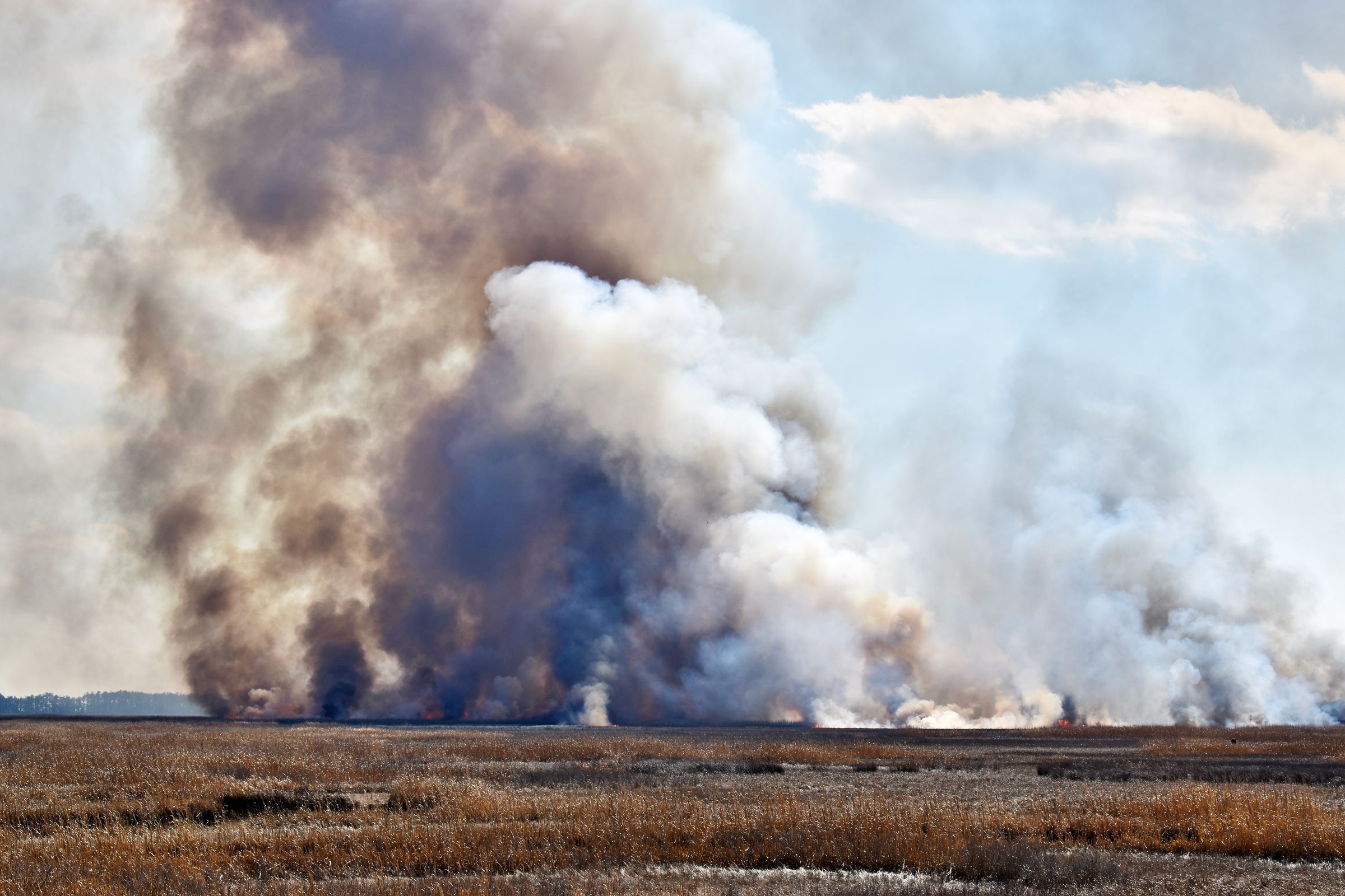 How Prescribed Burns Can Help Restore Eastern US Forests