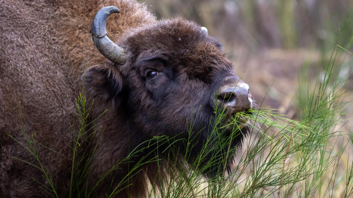 Un bison s’échappe de son enclos et crée la panique au parc Forestia: une soixantaine d’élèves se retrouve nez à nez avec l’animal