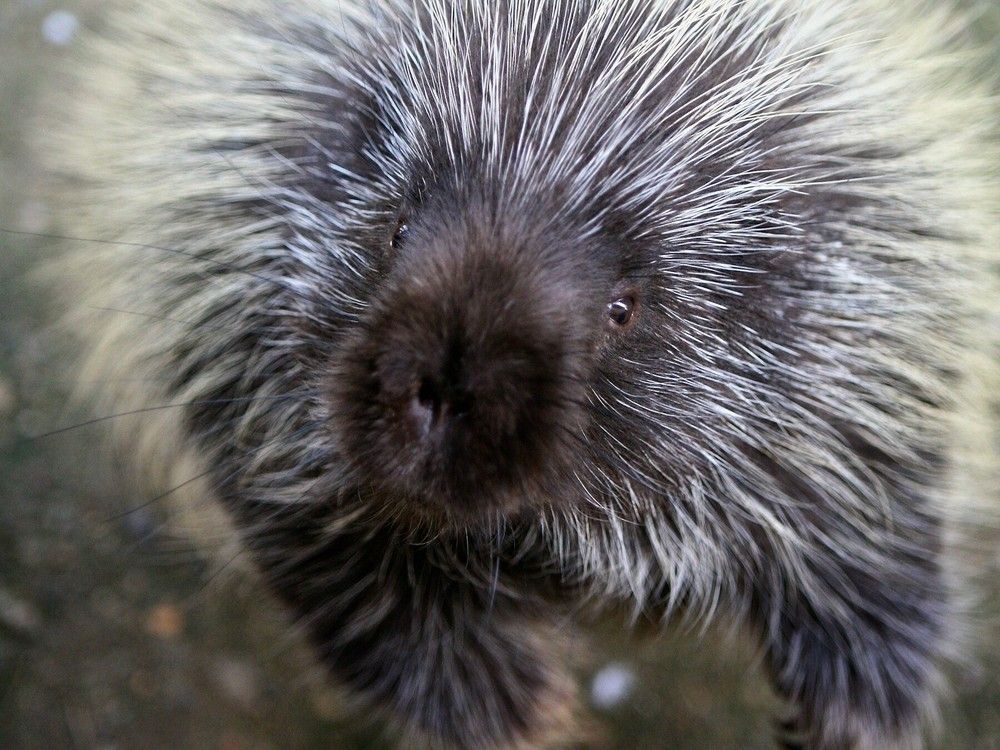 Saskatoon Forestry Farm Park and Zoo announces death of Georgia the porcupine