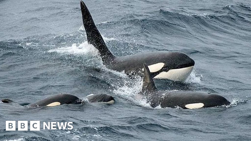 The Shetland orca spotters who helped David Attenborough