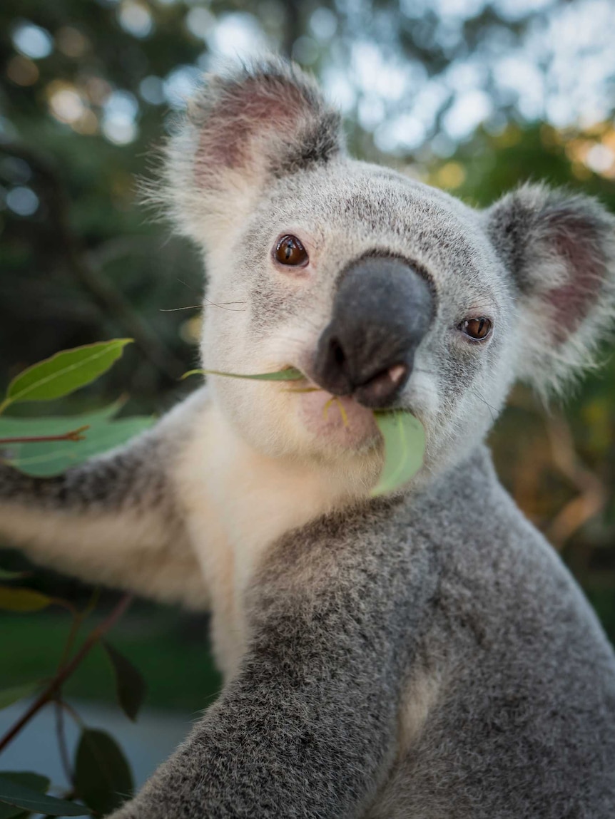 Labor promised to create a 300,000ha koala sanctuary if it won the NSW election. Here’s what it might look like