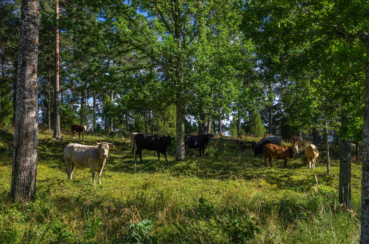 Agroforestry is the regenerative technique getting overlooked in the US