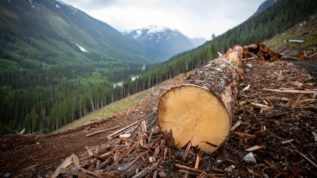 How do you tally up forestry’s climate impact? Watchdog calls for more transparency