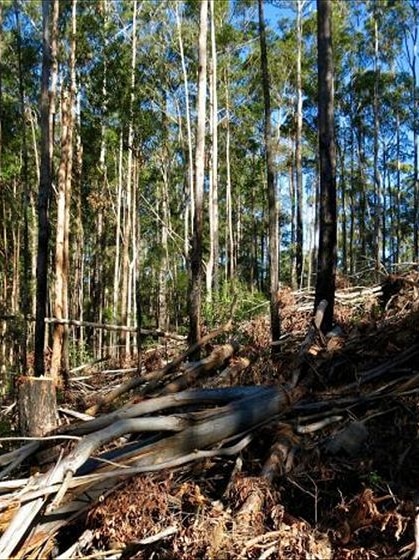 EPA staff lack basic equipment for forestry inspections, NSW auditor-general finds