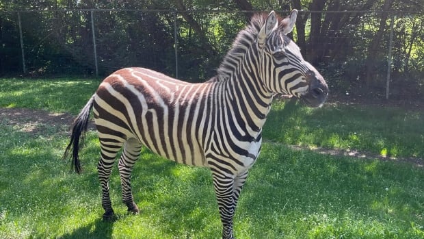 5 zebras settling in at Saskatoon zoo after being seized by conservation officers