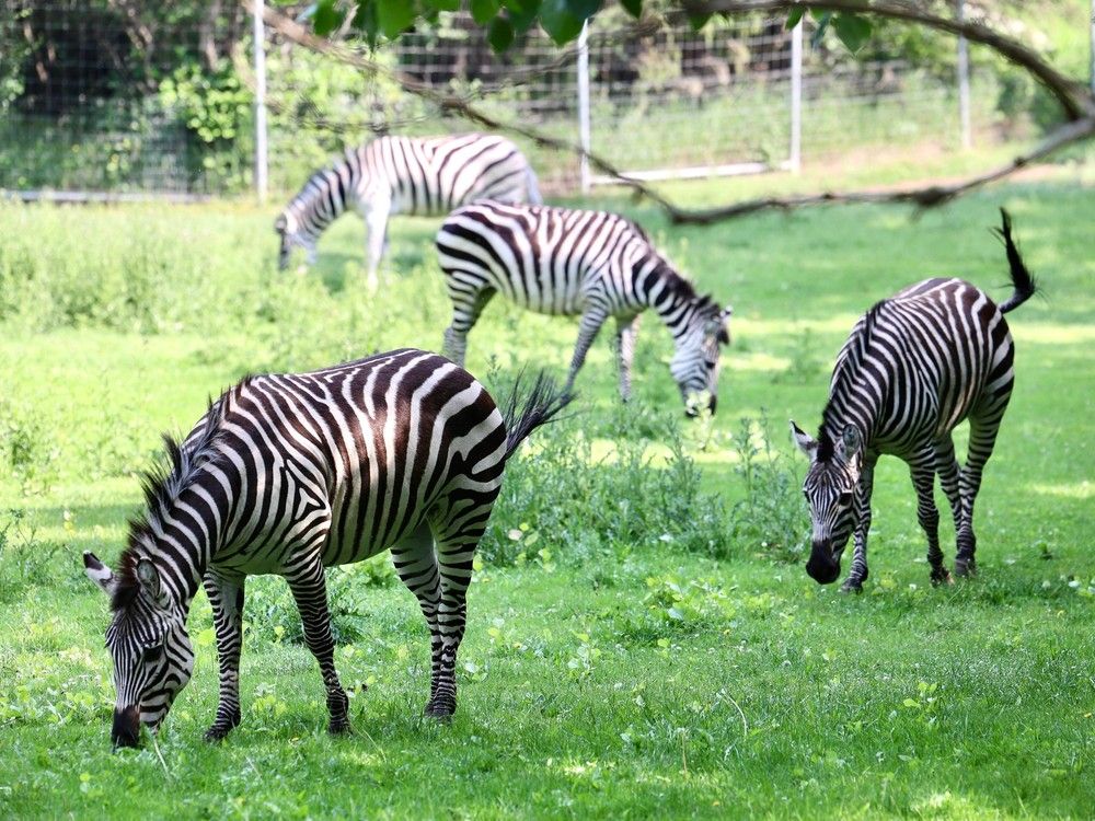 Zebras adjusting to life at Saskatoon Forestry Farm and Zoo