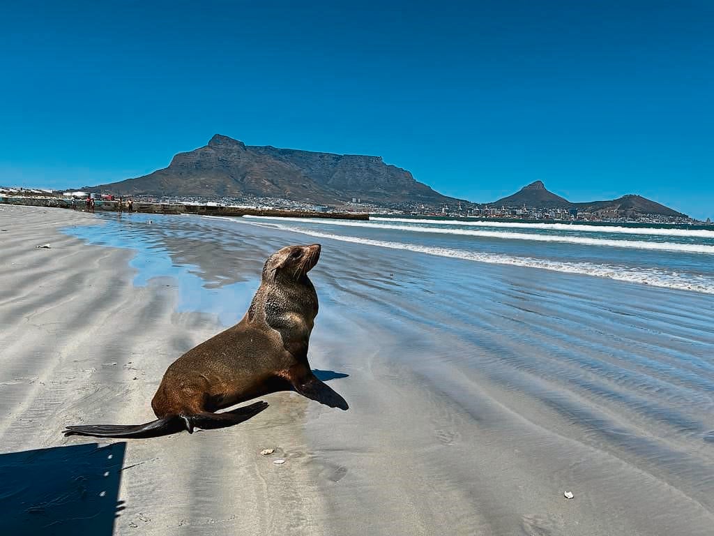 News24 | Seal harassment is on the rise, and you could be prosecuted for it