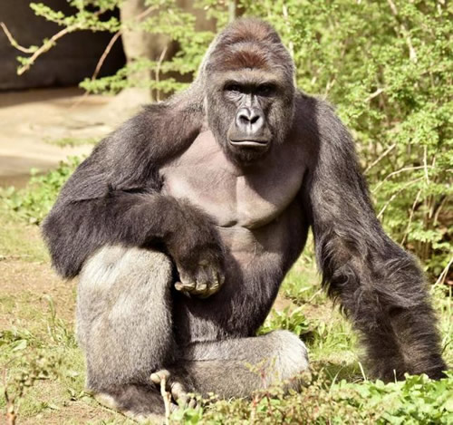 NCF, institute move to preserve Cross River gorillas