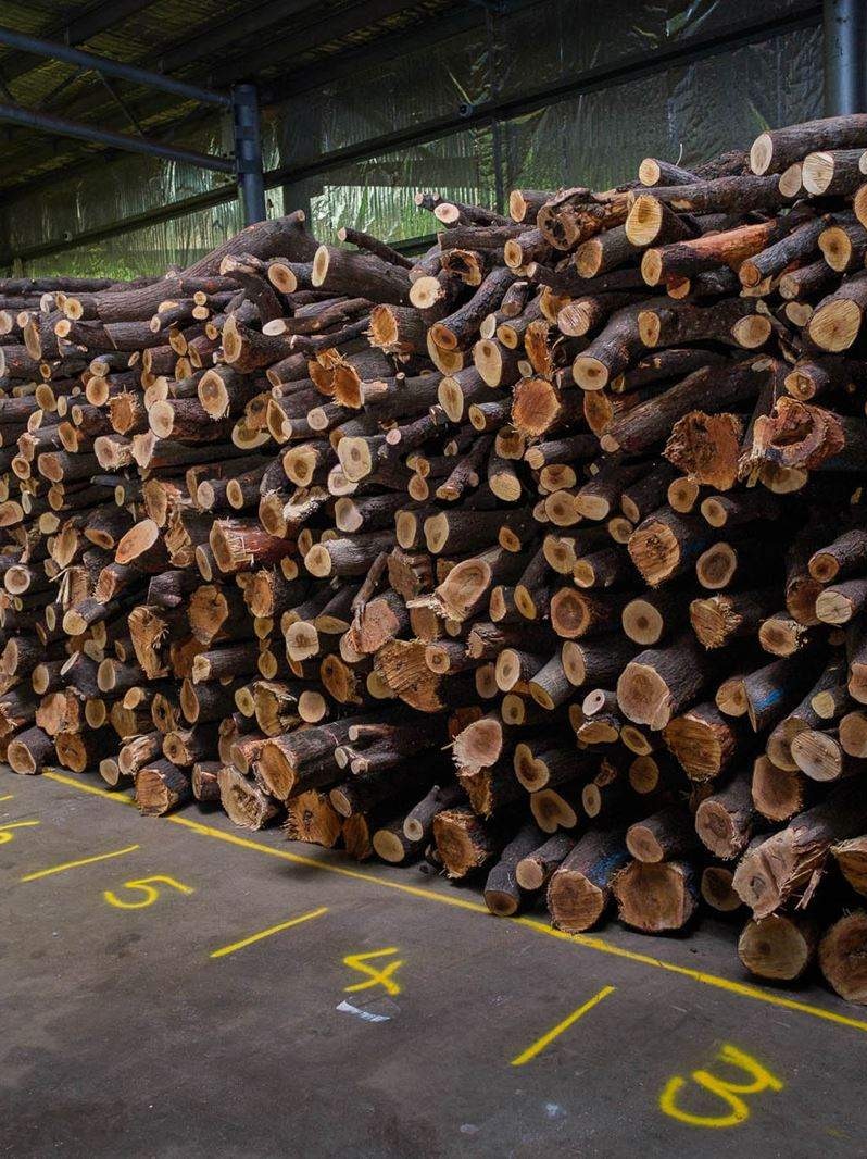 Landholders ‘in limbo’ as Quintis cuts sandalwood investment scheme portfolio
