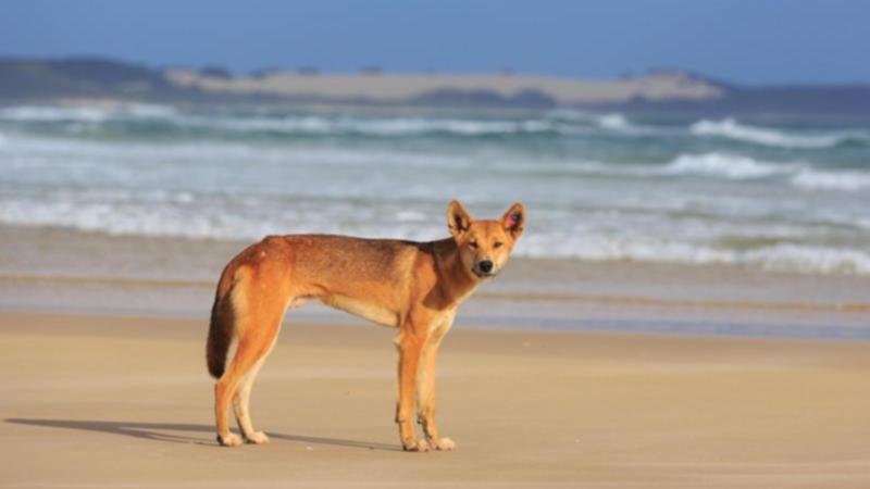Child bitten by dingo on K’gari as rangers work to track the animal down