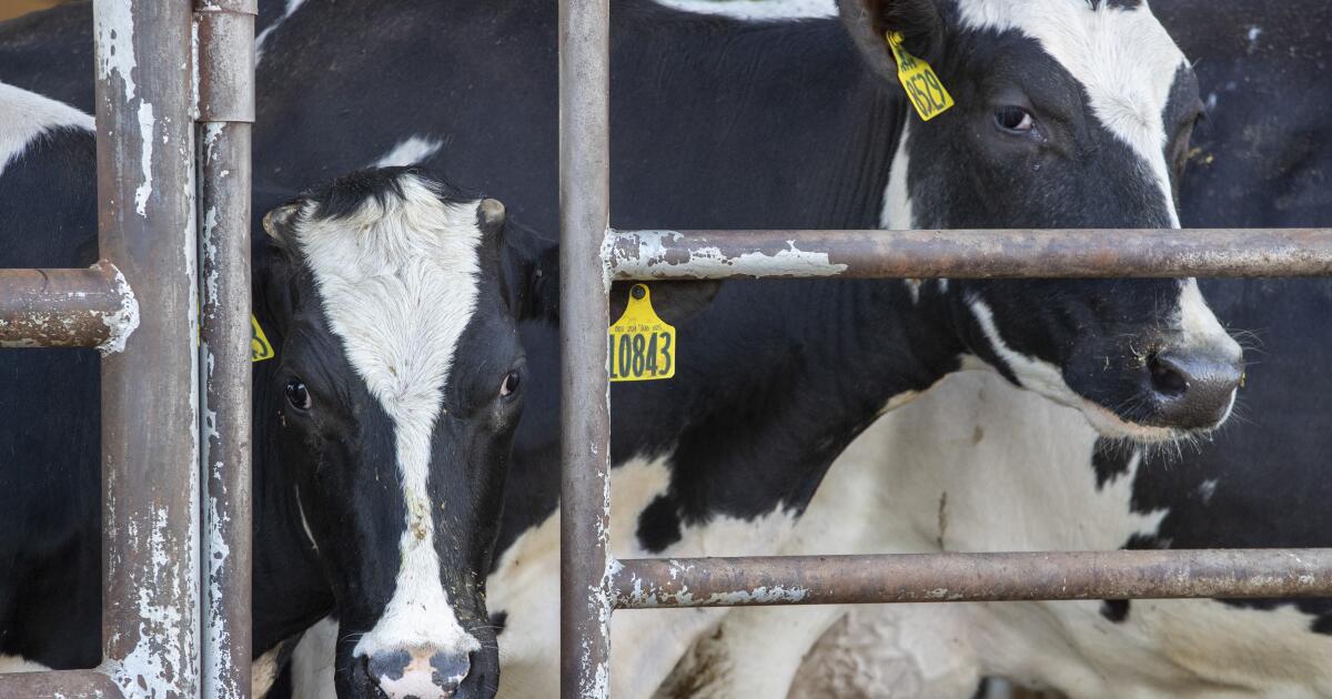 ‘Nobody saw this coming’; California dairies scramble to guard herds against bird flu
