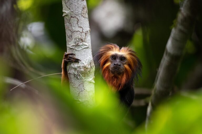 How agroecological cacao can save an endangered lion tamarin in southern Bahia