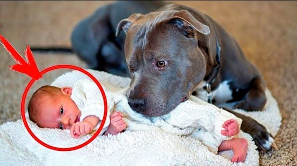 They Wanted to Get Rid of Their Dog—Until They Saw What It Did to Their Baby