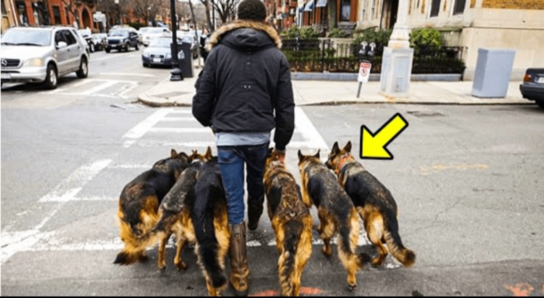 Man Walks His Dogs Every Morning, Until People Discover He is Hiding an Unbelievable Secret