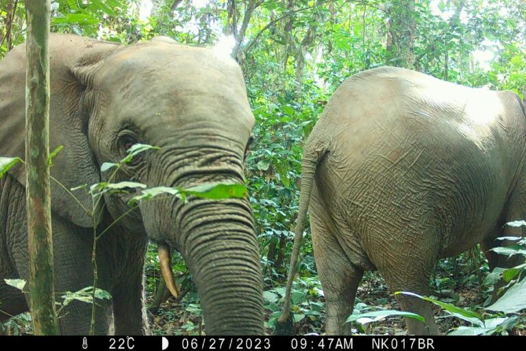 Elephants, gorillas and chimps hold out in Cameroon’s largest protected landscape