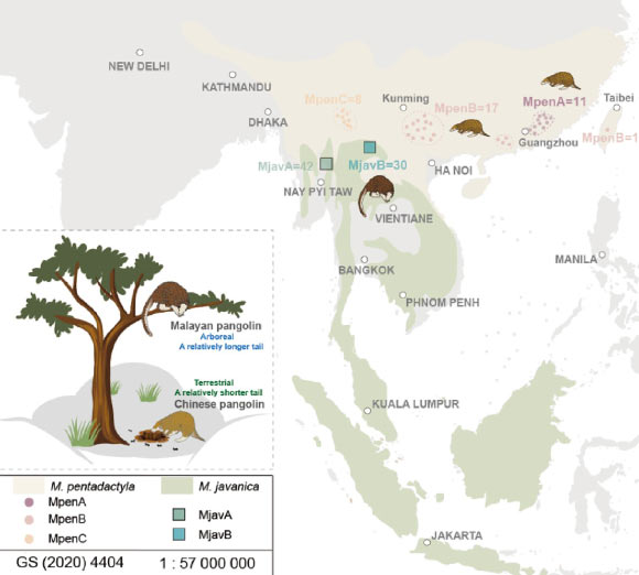 Scientists Sequence Genomes of Chinese and Malayan Pangolins