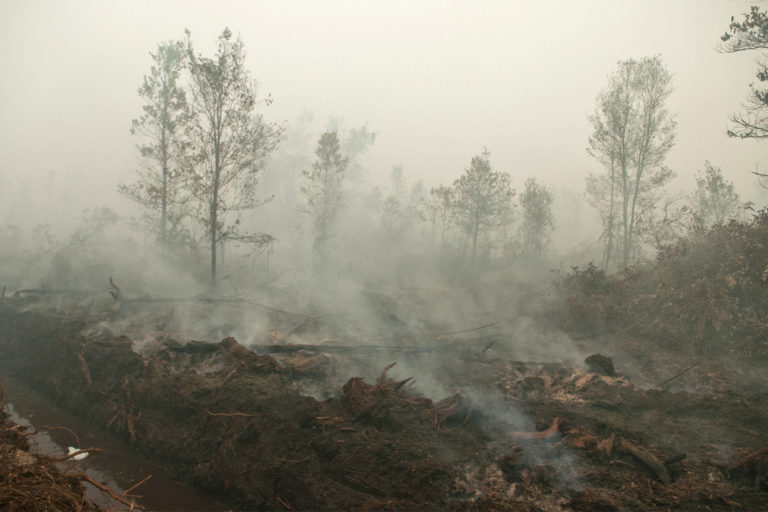 ‘Sustainable’ palm oil firms continue illegal peatland clearing despite permit revocation