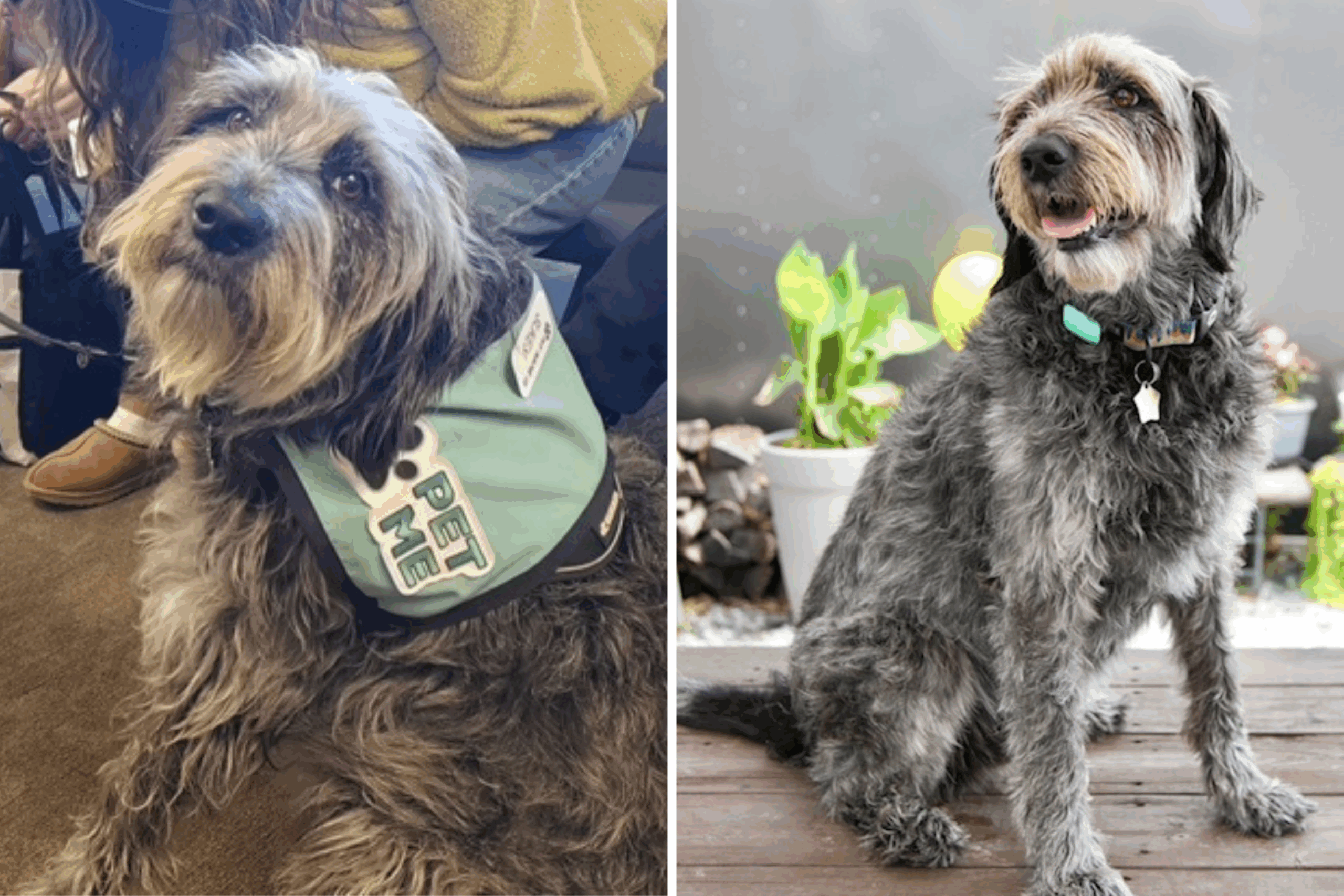 Man Saw ‘Something Special’ in His Rescue Dog—Now She Comforts Hundreds