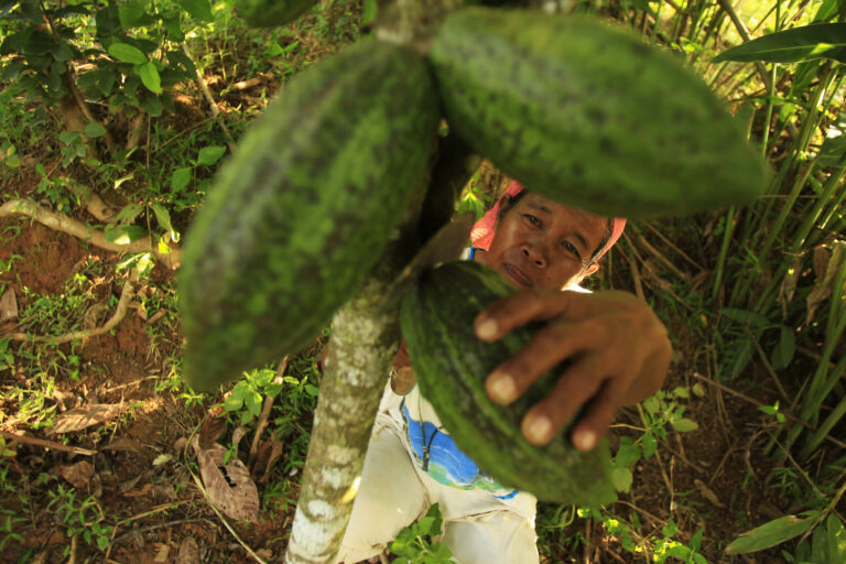 Agroforestry can reduce deforestation, but supportive policies matter, study finds