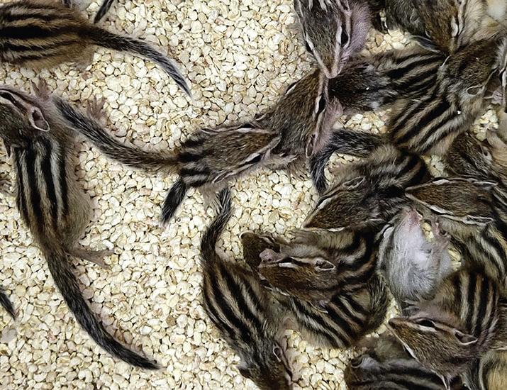 China’s pet squirrel trade needs regulation | Science