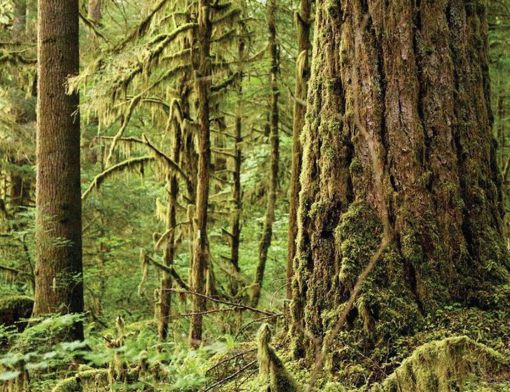 Benefits of onshoring forestry rely on science | Science