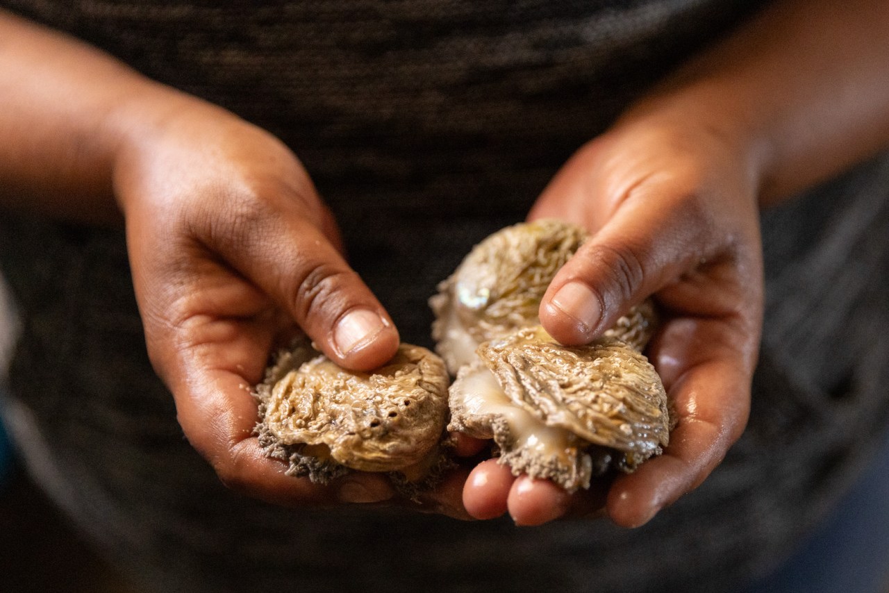 GROUNDUP: Commercial fishers red-flag looming conflict with small-scale sector amid abalone quota uncertainty, dwindling catches