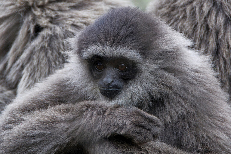 After years of silence, Indonesia moves to assess its iconic wildlife