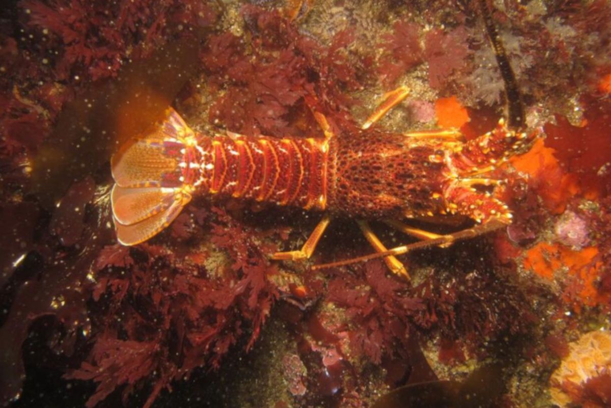 Great news for rock lobster fishing season quotas