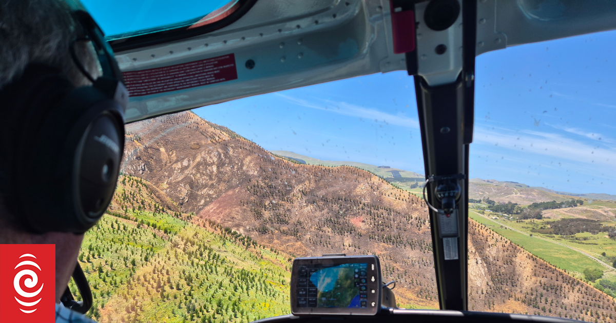 IKEA’s Hawke’s Bay pine tree expansion flames fears residents will be left to pay