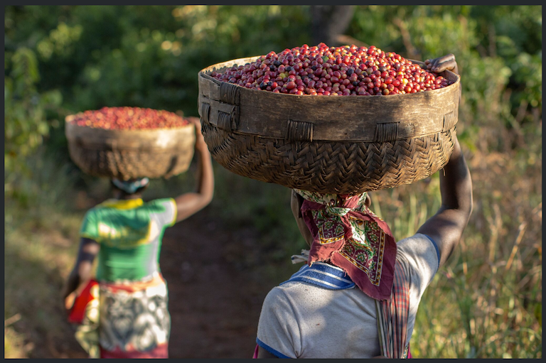 The knowledge to save coffee already exists, now it’s in one e-library