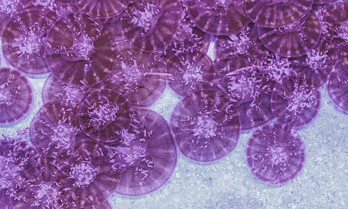 The Deep Evolutionary Roots of Sleep