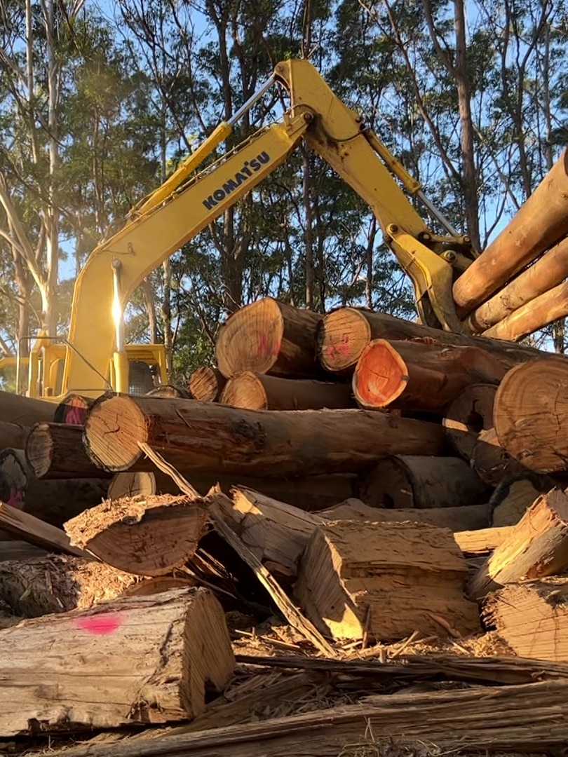 NSW forestry industry fighting to avoid the chopping block