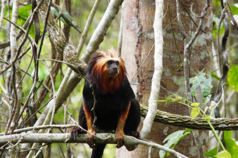 Rehab center opens for Brazil’s golden-headed lion tamarins amid urban sprawl threat